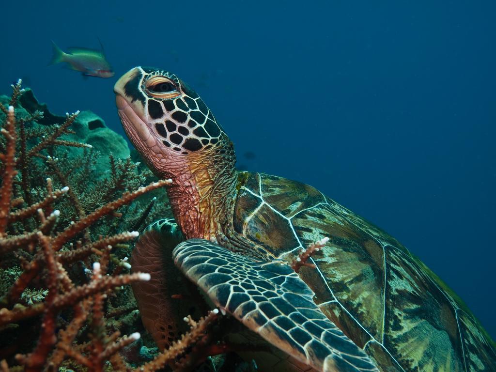 Scandi Divers Puerto Galera Εξωτερικό φωτογραφία